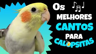 CANTOS que Sua CALOPSITA Vai ADORAR  Ótimos ASSOBIOS para CALOPSITA aprender 🐦🎶🦜 [upl. by Aihn335]