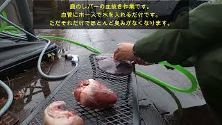 肝臓に寄生虫！忍び猟で捕獲した鹿レバーの血抜き作業です。It is a blood removal work of the deer liver caught by sneaking hunting [upl. by Call210]