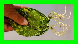 Croton Plant Propagation From Leaf in Water How to Grow Croton From Leaf [upl. by Jud]