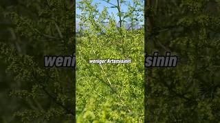 Artemisia annua A3 oder Wildform🤔🌱 artemisia artemisiaannua kräuter [upl. by Odlavu]