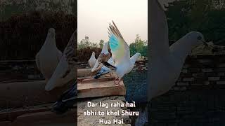 Dar lag raha hai abhi to Khel Shuru Hua Hai kabutar Baji maar song video👍👍👍 [upl. by Aytac942]