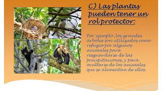 PPT Utilidad de las plantas [upl. by Ronald]