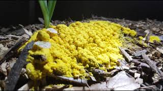 Fuligo septica slime mold time lapse [upl. by Llessur596]