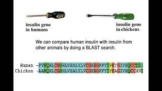 1A Orthologs BIO305 Developmental Biology David Champlin USM [upl. by Nev994]