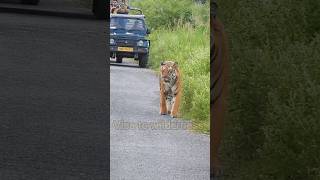 dhela zone Tiger walk with tourist trending youtubeshorts shorts viralshorts tiger viralsong [upl. by Devi]