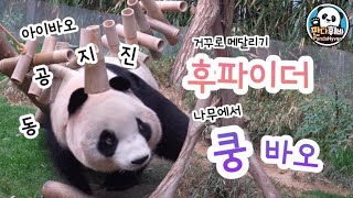 아이바오의 극한 쌍둥바오 육아🐼 feat 후파이더와 쿵바오 [upl. by Yort263]