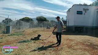 Curso básico de adiestramiento canino Regresando al echado y sentado a distancia [upl. by Rolph543]