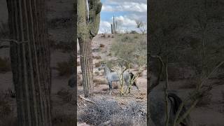 Wild Horse Morning Stretches horsevideo wildlife animals mustangs [upl. by Corenda]