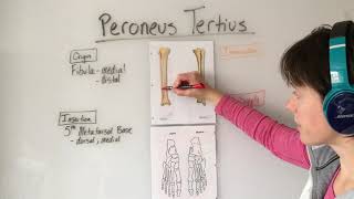 Peroneus Tertius Muscle Anatomy [upl. by Aniral]