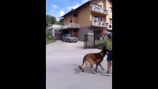 malinois training obedience  Flaks i njegov trener Filip [upl. by Ahsinot79]