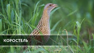 Коростель Corncrake [upl. by Xela]