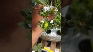 Week 4 Kratky Hydroponic Strawberry fun garden gardening plants [upl. by Jed620]