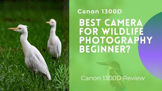 Canon 1300D Review  Best Camera For Wildlife Photography Beginner [upl. by Ettennor]