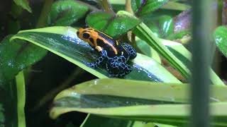 Ranitomeya imitator varadero poison dart frog group [upl. by Koh]