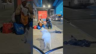 Casper met some more friends downtown Center City Philly fyp foryou husky city friends [upl. by Acile227]