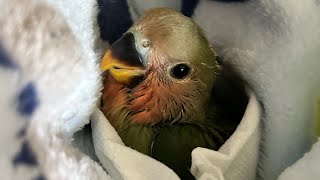 Baby Lovebird update 8124 [upl. by Akenet787]