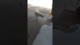 Lentejita bella post shortsvideo perros perrosbonitos dog doglover [upl. by Rutledge]