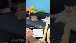 给猫定了两个丑猫抱枕谁成想？居然是真的丑？ cat 可愛的 貓 shorts [upl. by Nylhtiak]