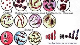 Clasificación bacteriana│Gram positivas │Gram negativas │Microbiologia [upl. by Odille]