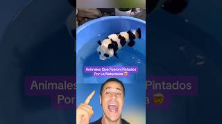 Animales Que Fueron Pintados Por La Naturaleza 🤯 Parte 2 shorts [upl. by Zweig670]