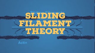 sliding filament theory [upl. by Socem]