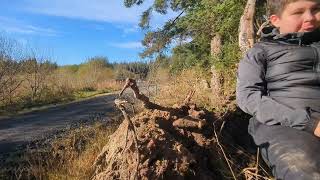 Cambrian Rally 2024  Clocaenog Forest Brc Wales [upl. by Lempres]