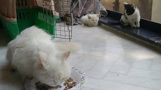 Mother Cat Weaning Her Kittens Because She Has Lost Too Much Weight [upl. by Nicholle987]