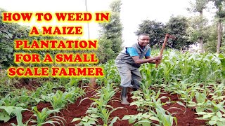 Weeding for maize for a small scale farmer [upl. by Rodger]