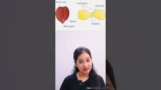 Difference between Monocot amp Dicot Plant science biology plants ytshorts yt viralvideo neet [upl. by Nossaj]