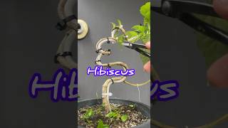 Making Bonsai From Hibiscus Tree Material [upl. by Lanor892]