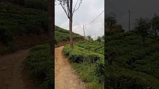 Tea Plantation चाय बागान Sri Lanka nature tumerakoinahokebhikuchlage travel [upl. by Nauwtna987]