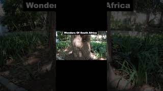 A walking tour of the historical sites of Cape Town travelvideos capetown youtubeshorts [upl. by Nuhsyar228]