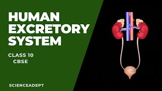 Human Excretory System l Life Process l Class 10 l Science nephron  function of nephron [upl. by Theola]