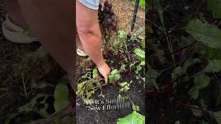 The Easiest Way to Start Your Seeds Outdoors in Your Garden [upl. by Wsan723]