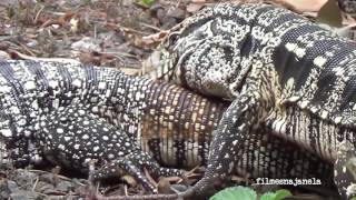 Sequência do acasalamento de lagarto teiú [upl. by Verner]