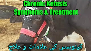 Ketosis in cow  Hypoglycamia in cow  symptoms amp treatment of Ketosis in cattle [upl. by Lonni]