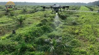 Rhinoceros Beetle Spraying by Aeros Geotech Sdn Bhd [upl. by Linn800]