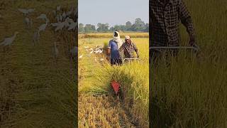 Village Life Odisha ganjam villagehalchal vairalvideo trendingshorts my village tanarada ❤️❤️❤️ [upl. by Ztnarf]