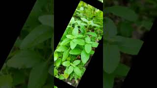 Lehar lehar lehraye re mere angan ki tulsi mata tulsi god devi Laxmi [upl. by Cressler17]