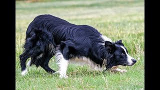 Your favorite Sheepdog Training Videos  New features in 2 clicks [upl. by Torto]