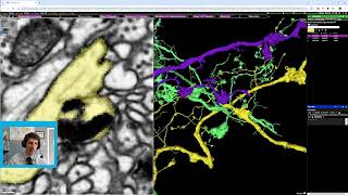 SpelunkerNeuroglancer Proofread Similar Cells [upl. by Nyloj]