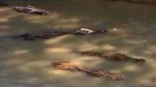 Cambodia SAVING CAMBODIA SIAMESE CROCODILE 1of3 EN [upl. by Cadell]