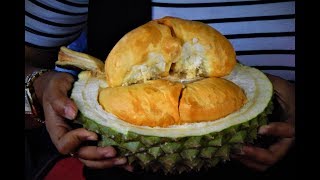 Durian Ochee Makan Terenak  BIBIT DURI HITAM [upl. by Nalac]