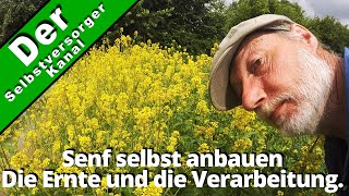 Senf selbst anbauen Die Ernte und Verarbeitung Teil 2 [upl. by Asserac]