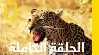 ملكة الفهود  المملكة المتوحشة  ناشونال جيوغرافيك أبوظبي [upl. by Ecirahs248]