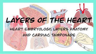 LAYERS OF THE HEART I PericardMyocardEndocard Embriyology and Cardiac Tamponade [upl. by Lemrahc315]