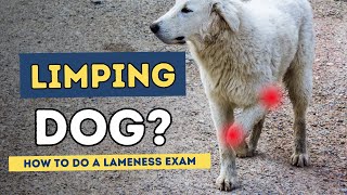 Lame Dog How To Do A Lameness Exam [upl. by Adieno]