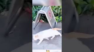 Clumsy Cat😂🤣 funny cat [upl. by Zobe]