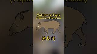 California Tapir One of the last tapirs of North America shorts extinct tapir [upl. by Olonam]