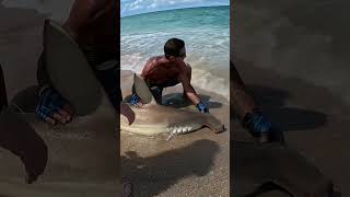 Hammerhead Shark tagged and released fishing hammerheadshark [upl. by Ativet898]